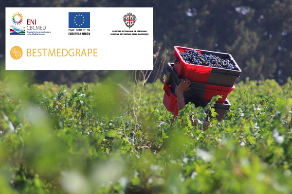 BESTMEDGRAPE: un projet de valorisation des déchets de la viticulture 